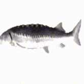fih